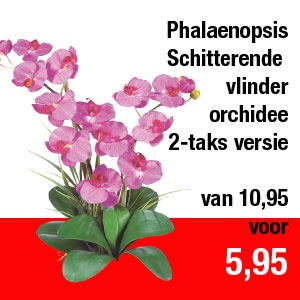 phalaenopsis-2